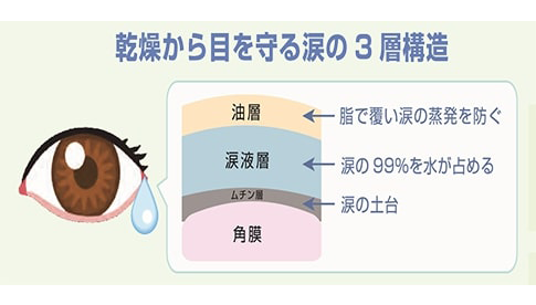 乾燥から目を守る涙の3層構造